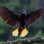 Montezuma Oropendola in flight (image by Inger Vandyke)