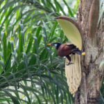 A Montezuma Oropendola feasting on palm seeds (image by Inger Vandyke)