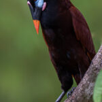 Before a Montezuma Oropendola sings its melodious song, it cranes its head and rattles. They really are fantastic birds! (image by Inger Vandyke)