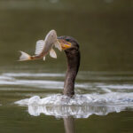 A Neotropic Cormorant tussles with its dinner of Tchupapiela in Cano Negro (image by Inger Vandyke)