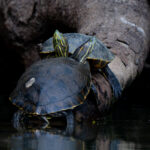 A pair of Nicaraguan Slider Turtles on the side of the Rio Frio (image by Inger Vandyke)
