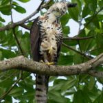 Beautiful Ornate Hawk Eagle female (image by Inger Vandyke)