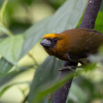 A Prong-billed Barbet takes a sneeky peak from the foliage (image by Inger Vandyke)