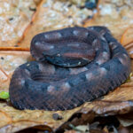 The intent stare of a Rainforest Hog-nosed Pit Viper on the dead leaves of the forest floor (image by Inger Vandyke)