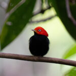 Manakins are certainly one of our favourite rainforest birds in Costa Rica. This Red-capped Manakin has a wonderful whistling call when it displays to a female (image by Inger Vandyke)