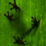 That telltale sign a frog is on a leaf above your head! (image by Inger Vandyke)