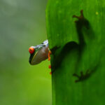 A Red-eyed Tree Frog peers over the edge of a rainforest leaf (image by Inger Vandyke)