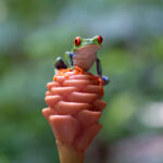 Red-eyed Tree Frog on a Shampoo Flower (image by Inger Vandyke)