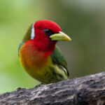 Red-headed Barbets are another avian jewel of Costa Rica's cloud forests (image by Inger Vandyke)