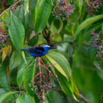 A beautiful Red-legged Honeycreeper searches for berries (image by Inger Vandyke)