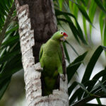 Red-lored Parrot at its nesting cavity (image by Inger Vandyke)