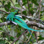 A male Resplendent Quetzal preening (image by Inger Vandyke)