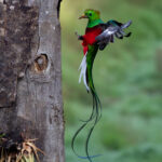 A male Resplendent Quetzal delivering an insect meal to its chick on the nest (image by Inger Vandyke)