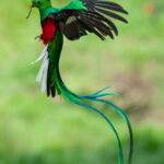 Resplendent Quetzals. When they fly they are so beautiful they almost don't look real (image by Inger Vandyke)