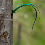 Male Resplendent Quetzals are so long they don't fit into their nests. Their tails always tell when they are home (image by Inger Vandyke)