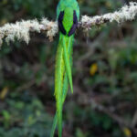 Stunning male Resplendent Quetzal with fruit (image by Inger Vandyke)