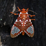 Ripha Flammans Moth is just one of many stunning moths in Costa Rica's lowland rainforests (image by Inger Vandyke)