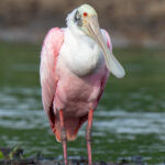 Portrait of a Roseate Spoonbill (image by Inger Vandyke)