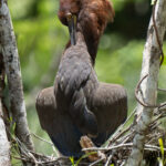 A Rufescent Tiger Heron mother preening herself on her nest (image by Inger Vandyke)