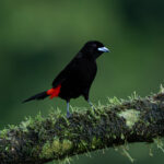 Adorable Scarlet-rumped Tanagers are quite common in Costa Rica and also very photogenic! (image by Inger Vandyke)