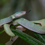 Side-striped Palm Pit Viper on its palm leaf home (image by Inger Vandyke)