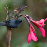 Slaty Flowerpiercers have evolved with a quirky bill designed to pierce the base of flowers to get right at the nectar! (image by Inger Vandyke)