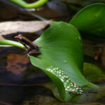 A Smooth-skinned Brilliant Forest Frog sitting near spawn in a rainforest pool (image by Inger Vandyke)