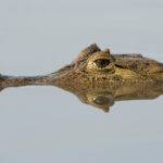 The mirrored face of a Spectacled Cayman (image by Inger Vandyke)