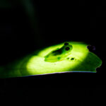 When you shine a light below a Spiny Cochran frog you can truly see why it is one of Costa Rica's glass frog species (image by Inger Vandyke)