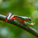 A Splendid Tree Frog walks the leaves (image by Inger Vandyke)