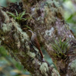 You need to be careful you don't overlook the lichen covered tree trunks as you might miss the beautiful Spot-crowned Woodcreeper (image by Inger Vandyke)