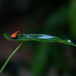 Pretty Strawberry Poison Frog sitting on a rainforest leaf (image by Inger Vandyke)