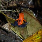 Strawberry Poison Frog carrying its precious tadpole around on its back (image by Inger Vandyke)