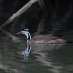 Reflections of a shy Sun Grebe on the Rio Frio (image by Inger Vandyke)