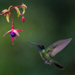 A Talamanca Hummingbird hovering at a Fuschia (image by Inger Vandyke)