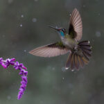 Talamanca Hummingbird flying in the rain (image by Inger Vandyke)