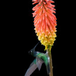 In Costa Rica's cloud forests brightly coloured flowers like this Red Hot Poker are a magnet for hummingbirds (image by Inger Vandyke)
