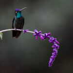 Talamanca Hummingbird perched on a Salvia flower (image by Inger Vandyke)