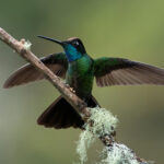 A Talamanca Hummingbird with its wings outstretched in a show of aggression (image by Inger Vandyke)