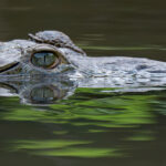 The sly eye of a crocodile (image by Inger Vandyke)