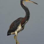 Tri-coloured Heron in Cano Negro National Park near the border of Costa Rica and Nicaragua (image by Inger Vandyke)