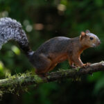 A Variegated Squirrel deep in the Costa Rican rainforest (image by Inger Vandyke)