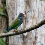 Portrait of a White-crowned Parrot (image by Inger Vandyke)