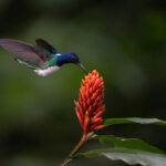 A White-naped Jacobin hovering above a rainforest flower (image by Inger Vandyke)