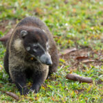 Cheeky White-nosed Coati (image by Inger Vandyke)