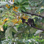 When the Cecropia trees come into fruit, White-nosed Coatis take to the trees searching for breakfast (image by Inger Vandyke)