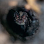 White-throated Round-eared Bat peering down from its tiny roosting cavity inside a hollow tree branch (image by Inger Vandyke)