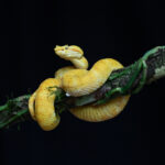 Eyelash Viper showing off those beautiful eyes (image by Inger Vandyke)