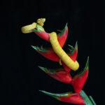 Stunning yellow morph of Eyelash Viper on a Heliconia flower (image by Inger Vandyke)