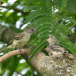 A Yellow-bellied Elaenia bringing insect food to its chicks on the nest in a school ground of all places! (image by Inger Vandyke)